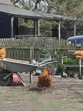 Orpington x cockerel