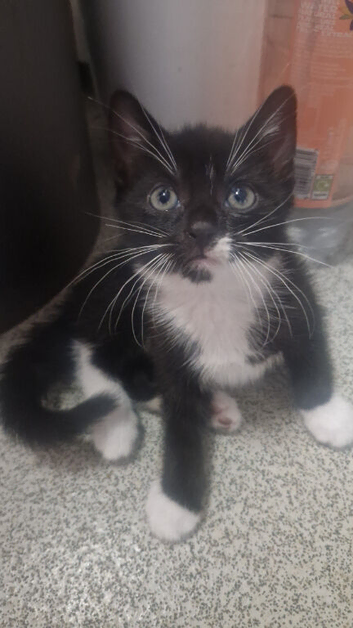 Mixed breed kittens for sale