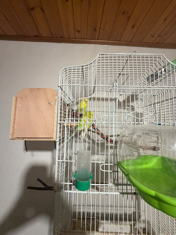 Male and female budgie and cage