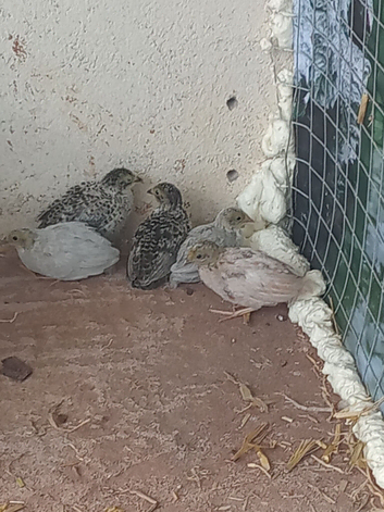 Button quail x 13