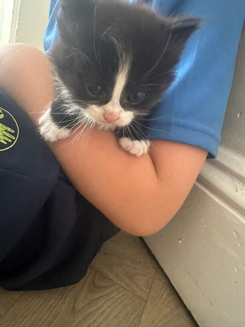 3 kittens for sale