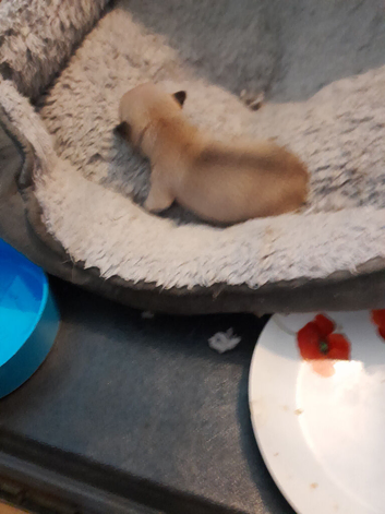 Boy chihuahua