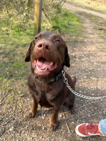 Chocolate Labrador