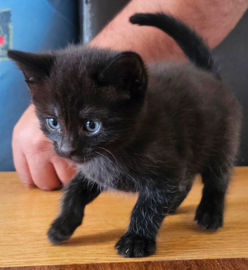 Kittens