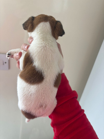 Jack russels