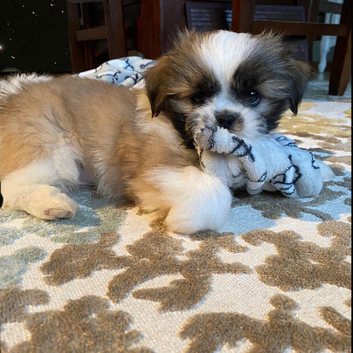 Family oriented  Shih tzu puppies