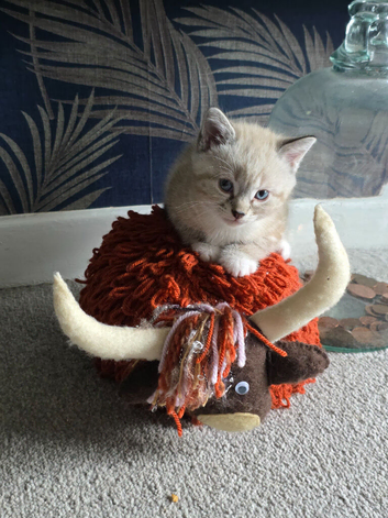 Lynix point kitten