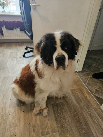 Saint Bernard.