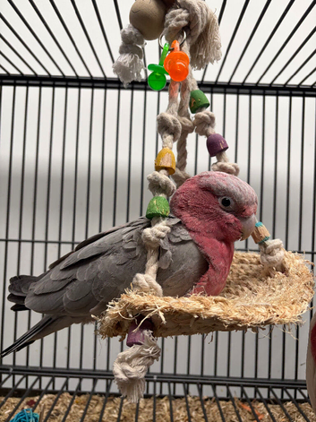 Hand Reared Baby Galah Cockatoos