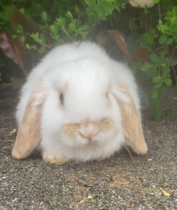 Gorgeous mini lop boys