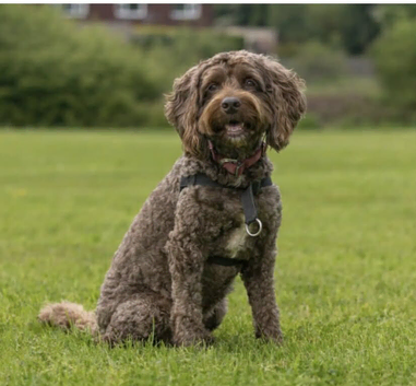 Miniature Cockapoo girl 4 years old