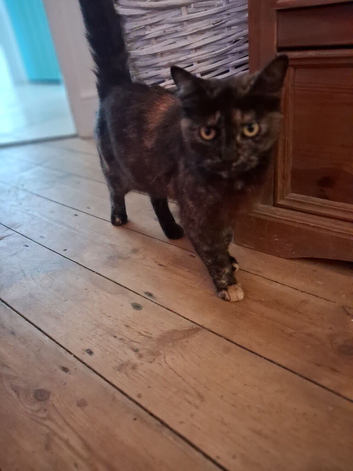 New homes needed for family of cats.