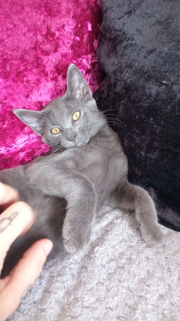 Russian blue x maine coon