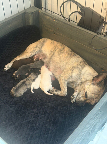 Chihuahua puppies