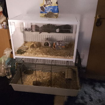 Skinny pig