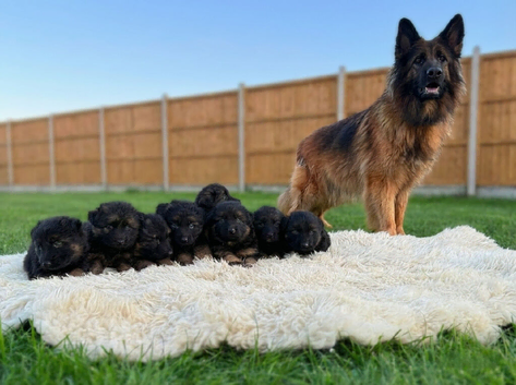 Gorgeous KC long haired german shepherd puppies