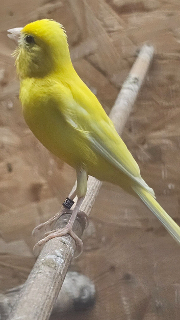 Canary for sale