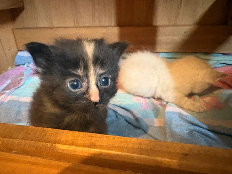 3 kittens, ready now, offers considered