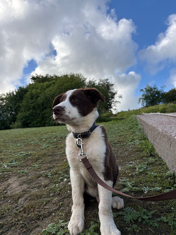 Selling my puppy