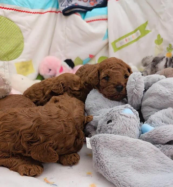 Beautiful Red Cavapoo Puppies