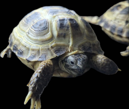 Horsefield tortoise and set up