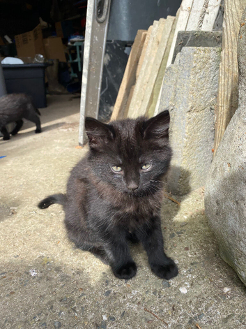 Adorable kittens