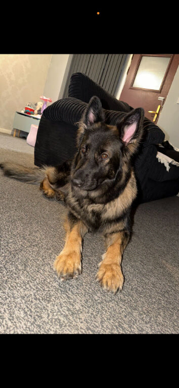 Hi my looking for a stud for my 3year old girl
