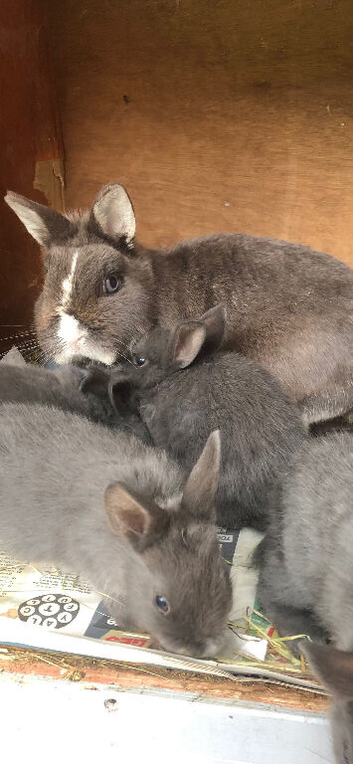 Mini lop x netherland dwarf rabbits ready now