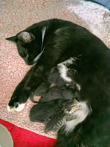 KITTENS FOR SALE