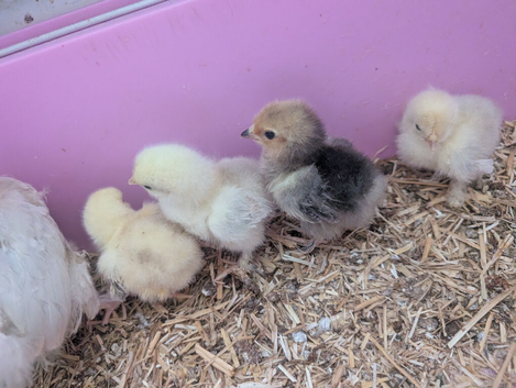 Pekin chicks with frizzle and Polish chicks hatched 3/7