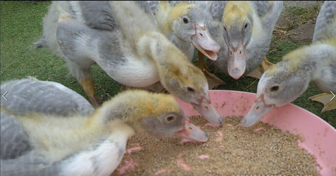 5 seven week old Lavender Muscovy ducklings