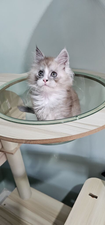 Stunning Blue silver Classic Tabby Mainecoon