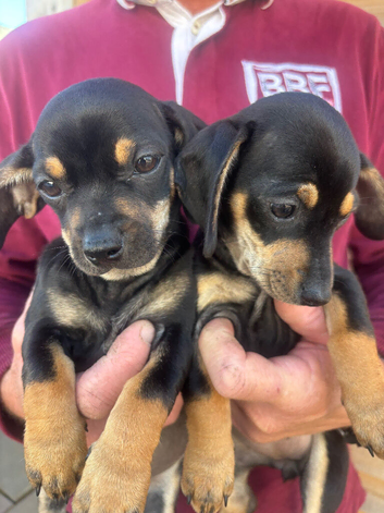 DAUSCHOUNDS PUPPIES READY NOW LAST GIRL