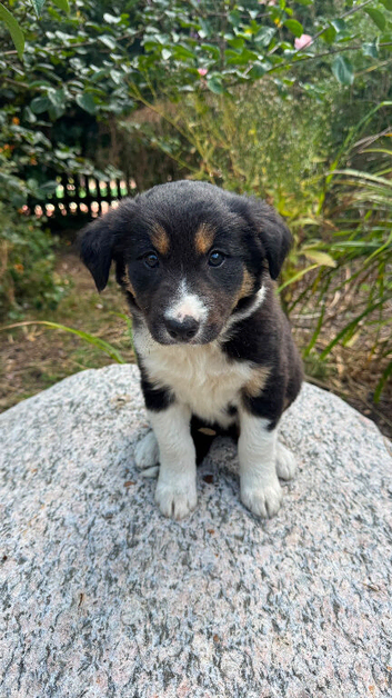 Beautiful Collie Puppies for Sale