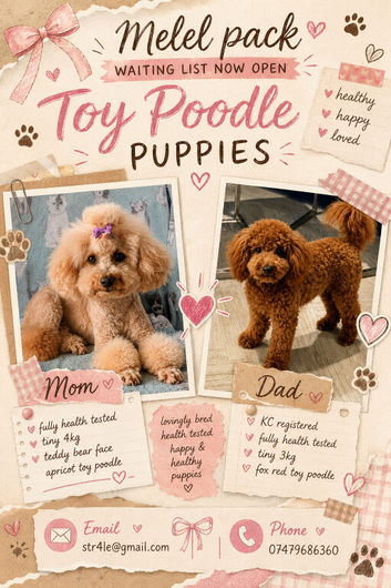Toy poodle waiting list