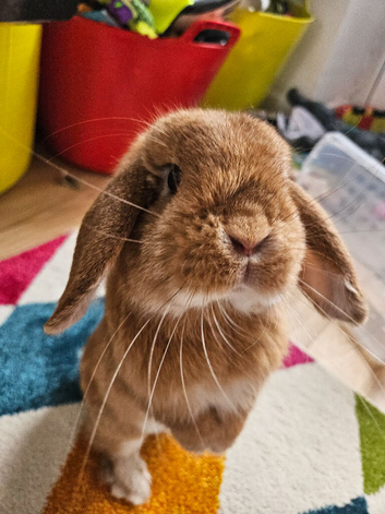 Gorgeous little boy
