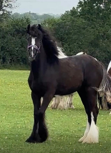 Welsh Partbred Filly