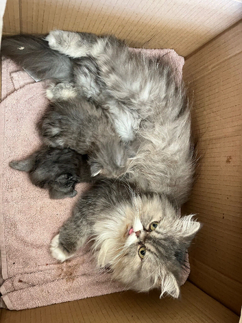 Beautiful Grey Persians