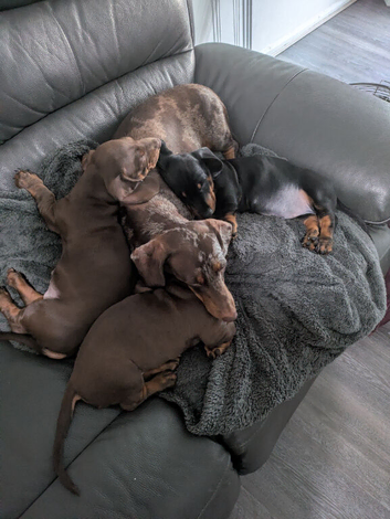 Miniature dachshund puppies