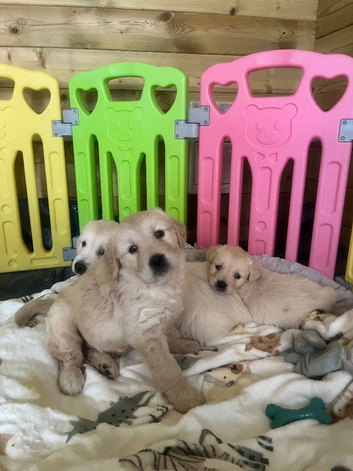 Stunning golden retriever puppies