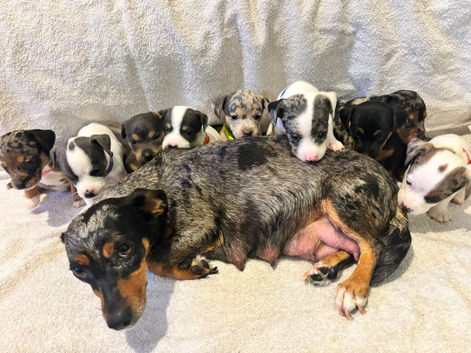 Jack Russell Puppys, Much Wenlock, Merle Top Quality Bloodlines