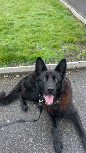 DDR Line German Shepherd
