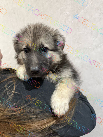 Reduced to sell kc reg long coat German shepherd pups