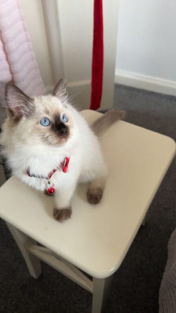 Ragdoll kitten for sale