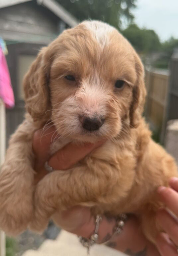 F1 cockapoo puppies