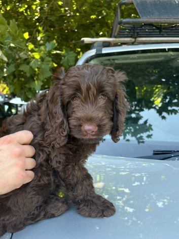 Cockapoo looking for lifelong home