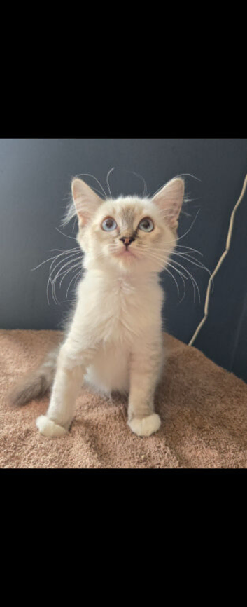 1 stunning ragdoll kittens left