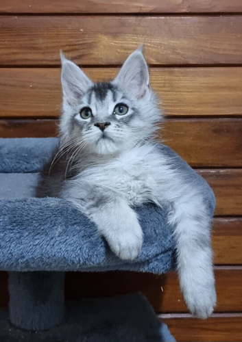 Pedigree Maine Coon Kittens for sale
