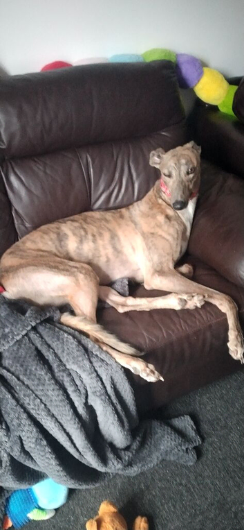 Male greyhound