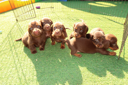 Dachshund chocolate and tan puppies